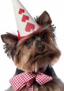 14388502-portrait-of-a-yorkshire-terrier-whit-bow-and-party-hat-on-a-white-background.jpg
