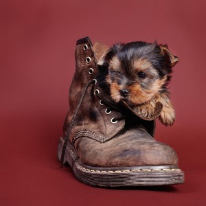 1-yorkshire-terrier-dog-puppy-portrait-waldek-dabrowski.jpg