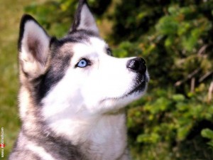 siberian-husky-dogs-13788928-1024-768.jpg